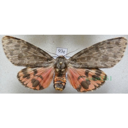 Olepa schleini Witt et al., 2005 female Isreal93e RARE!!!
